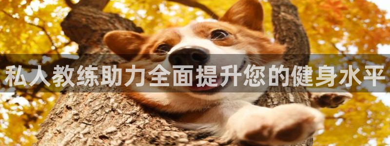 意昂4平台